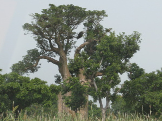 04 Baobab